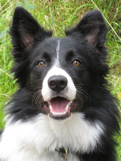 39+ Scottish Border Collie Names Image - Bleumoonproductions