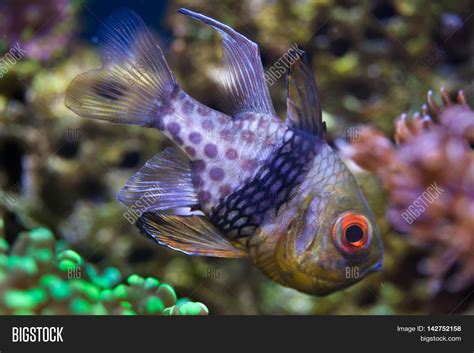 Pajama Cardinalfish ( Image & Photo (Free Trial) | Bigstock