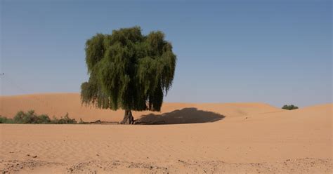 Dubai Desert Conservation Reserve Tour | Connect With Nature