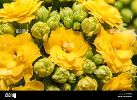 Yellow Calandiva flowers Kalanchoe, family Crassulaceae, close up, bokeh background Stock Photo ...