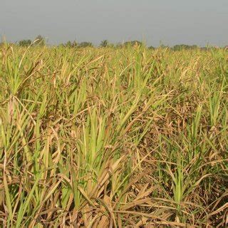 0-5 yellow leaf disease severity grades in sugarcane. Grades 1 to 5 ...