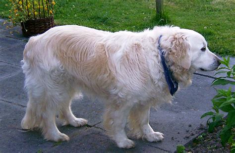 File:Golden Retriever-Hündin.jpg - Wikimedia Commons