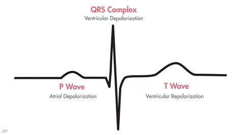 The Cardiac Cycle (P-QRS-T) | Nucleotype