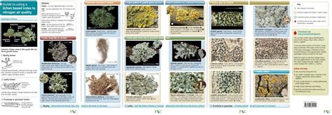 Monitoring air quality using lichens - field guide and app | Air Pollution Information System