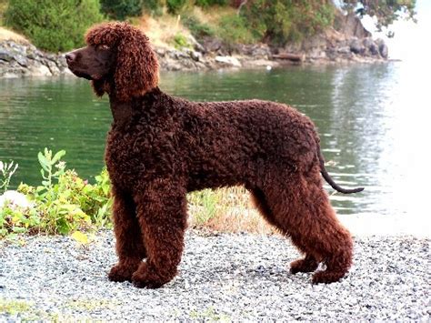 Tweed Water Spaniel Puppies - Puppy Dog Gallery