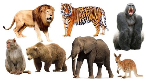 Wild and Domestic animals II सभी जंगली जानवर के हिंदी और इंग्लिश में नाम Kids And Toddlers - YouTube