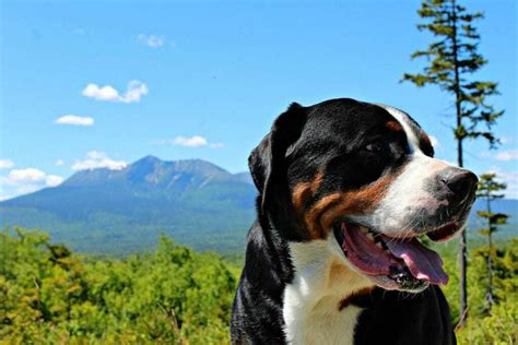 12 Things You Should Know About the Greater Swiss Mountain Dog | Your Dog Advisor