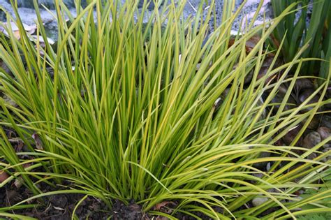 Grasses (for sun & shade) – Moore and Moore Plants