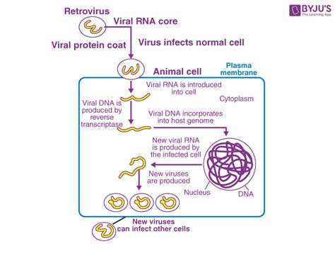 Retrovirus Replications