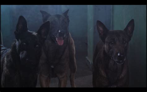 Screenshot Gallery .3. | Reel Dogs