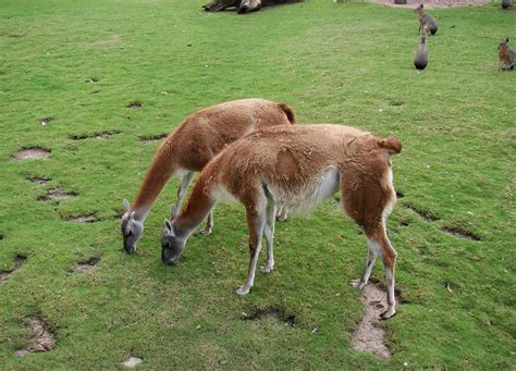 Habitat de los Guanacos-Guanacos Habitat 'n Temaiken | Flickr