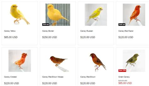 Find A Canary For Sale.