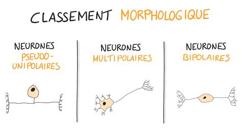 NEUROSCIENCES EN DESSINS : Quels sont les différents types de neurones