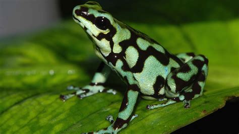 4K, frog amphibian poison dart frogs HD Wallpaper