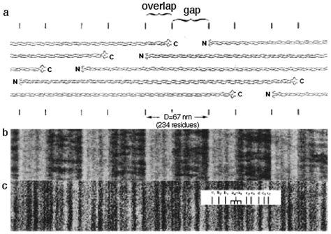 Axial structure of D-periodic collagen fibrils. (a) Schematic... | Download Scientific Diagram