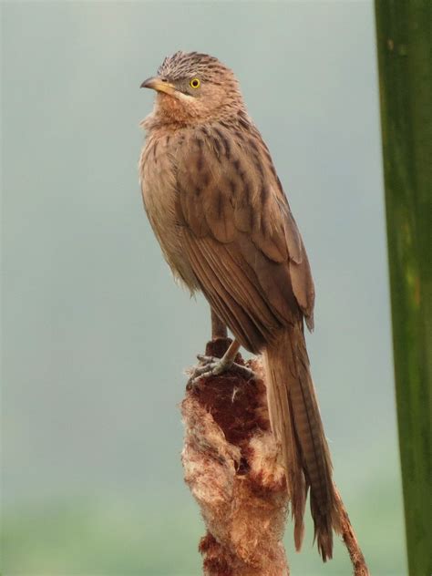 Confessions of a Global Birder: Some birds of Okhla Bird Sanctuary, New Delhi, India (Pt 2)