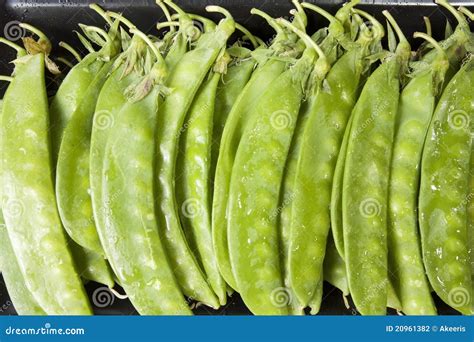 Baby sweet pea stock photo. Image of dinner, healthy - 20961382