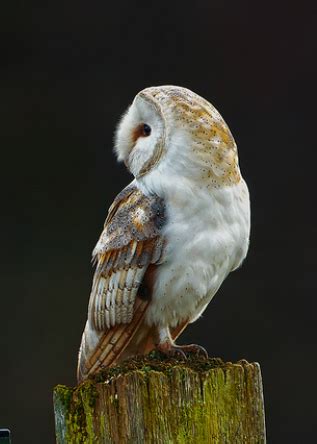 British Barn Owl - Owl Rescue