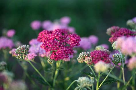 5 Fun Facts About Yarrow That Will Make You Want To Grow It - Celtic Roots Farm