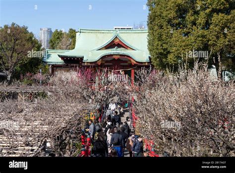 Kameido Tenjinsha Ume Festival, Koto-Ku, Tokyo, Japan Stock Photo - Alamy