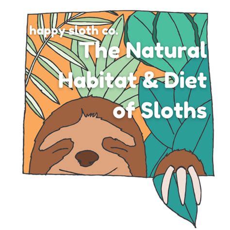 The Natural Habitat & Diet of Sloths | Happy Sloth Co.