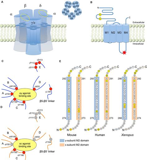 Frontiers | The Structure, Function, and Physiology of the Fetal and Adult Acetylcholine ...