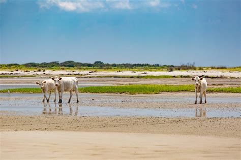 Thought to be lost at sea, Cedar Island's wild cows reappear after Dorian - OBX Today