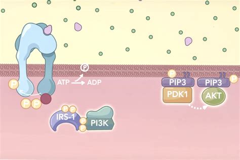 Mechanism of Action of Insulin and insulin glargine mechanism of action ...