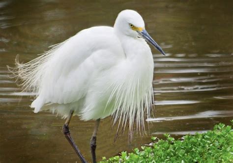 Egret. Native wildlife. Birds. Herron. Bribie Island. Moreton Bay. Brisbane. Queensland ...