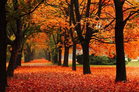 Preparing Your Trees for Fall | Donovan Arborists