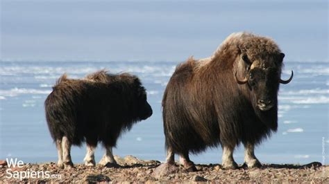 Ovibos moschatus El buey almizclero o buey almizclado, | Animales, Buey, Pinguinos