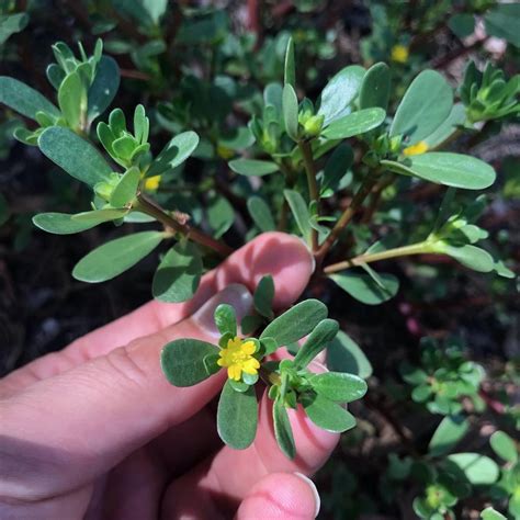 Purslane, the summer edible weed that gives so much — Wild Plants, Foraging, Food, Art and Culture