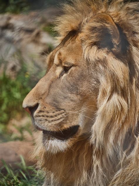 Close-Up Photograph of a Lion with Brown Fur · Free Stock Photo