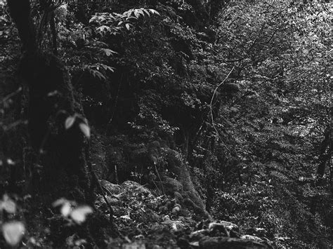 Yakushima / Japan :: Behance