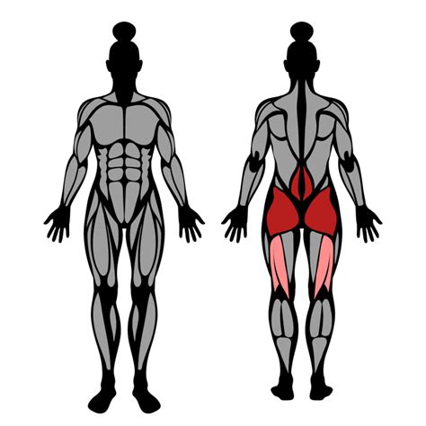 Back Extension: Muscles Worked & Technique – StrengthLog