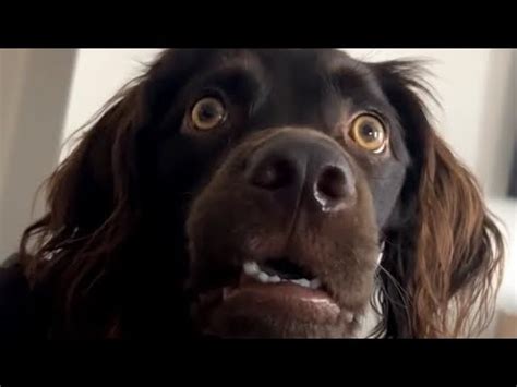 Confused Dog Meme Original Video #confused #confuseddog - YouTube