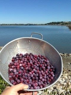 Teachable Moments...Foraging Beach Plums for Jelly - Cooperative Extension in Cumberland County ...