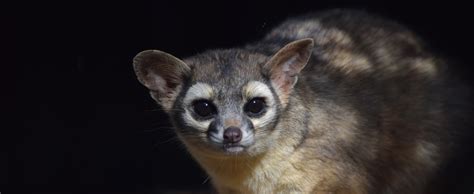 Ringtail - Lehigh Valley Zoo