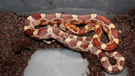 Corn Snake vs. Milk Snake | Identification, Habitat, and Behavior - EXOtella