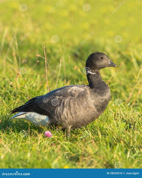 Brent Goose stock photo. Image of detailed, branta, meadow - 28555210