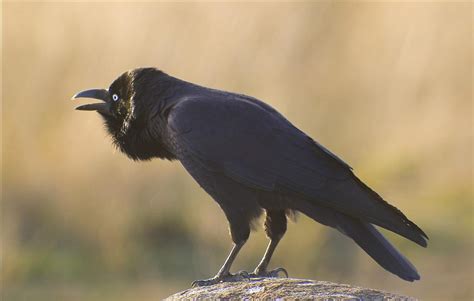 Birds in Tasmania: Forest Raven