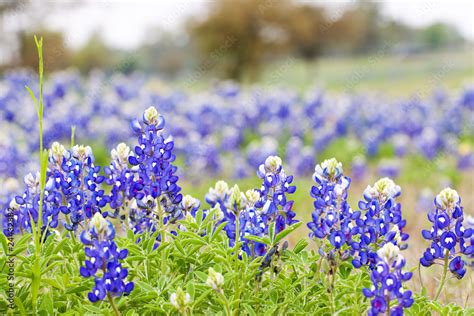 Texas Bluebonnet wildflowers Stock Photo | Adobe Stock