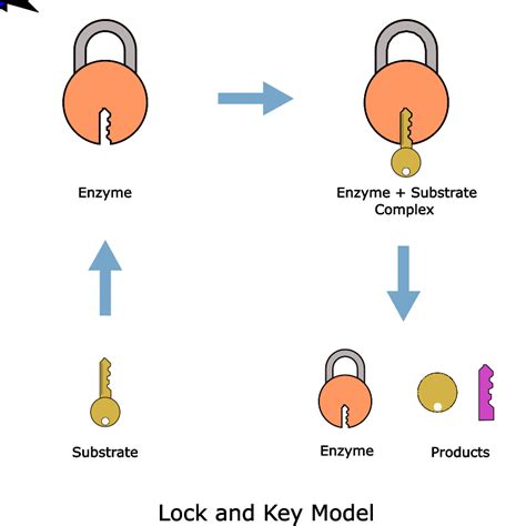 The Lock And Key Model Of Enzyme Function Shown In The Image Below | My ...