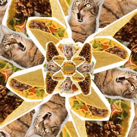 Cats And Tacos GIF - Hypnotize Repeat Cat - Discover & Share GIFs | Cool gifs, Magic cat, Cats