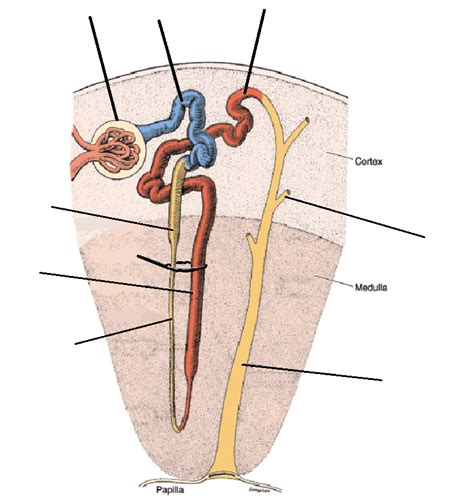 nephron, loop of henle, distal convoluted tubule, collecting tubules and ducts Diagram | Quizlet