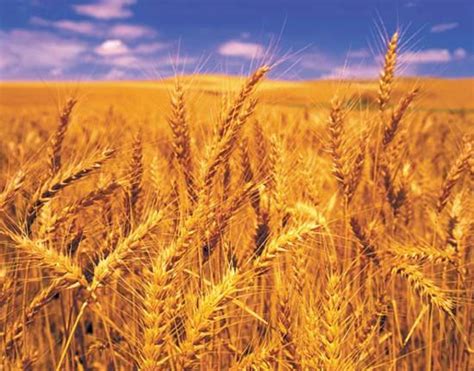 Monoculture | Definition, Farming, Advantages, Disadvantages, Examples, & Facts | Britannica