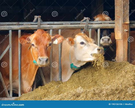 Cow Eats Dry Corn Gluten Feed Stock Photo - Image of gluten, livestock: 190156106