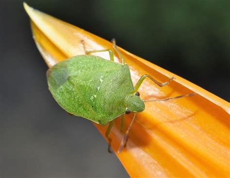 Chinche verde, identificación y cómo eliminarla correctamente