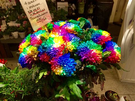 Rainbow Chrysanthemums