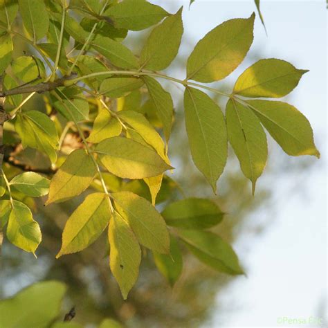 Le Frêne oxyphylle - Fraxinus angustifolia subsp. angustifolia - quelle-est-cette-fleur.com